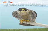 We Energies and Wisconsin Public Service 2019 Peregrine ...We Energies and WPS-produced peregrine falcons nesting - 2019 Melvin (b/r) 80/P, produced in 2013 at We Energies’ Oak Creek