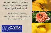 Honey Bees, Bumble Bees, and Other Bees, …ir4.rutgers.edu › Ornamental › PollinatorWorkshop_FIlesFor...Bumble bees are declining in species diversity in the Northeast, across