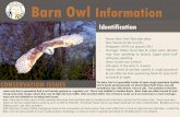 Barn Owl Information - Home - The World Owl Trust · The Barn Owl is a specialist hunter of open rough grassland habitat which feeds predominantly on Short-tailed Field Voles, but
