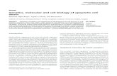 Genetics, molecular and cell biology of apoptotic cell death HPb/59143.pdf · Genetics, molecular and cell biology of apoptotic cell death Roberta Fajka-Boja*, Ágnes Czibula, Éva