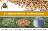 STORED GRAIN PEST MANAGEMENTparb.agripunjab.gov.pk/system/files/Stored Grain Pest Management.p… · ¾ The adult and grub feed on the grain by making a small hole and cause 10- 15