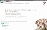 Sweet wormwood (Artemisia annua...Avian Pat. (2009) Photo: JPC Blackhead/Histomonosis Histomonas meleagridis Clinical appearance • ↑ mortality rates • ↑ overall morbitity •