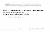 UNIVERSITY OF MAINE AT ORONOlibrary.umaine.edu/MaineAES/TechnicalBulletin/tb44.pdfAvian diseases such as Salmonella pullorum, fowl typhoid (Sal monella gallinarum), infectious laryngo