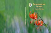 Растительный мир Сахалина - Sakhalin Energy › media › library › ru › publications › ...ББК 28.58 Анд 65 Растительный мир Сахалина