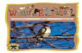 Volume 27/Issue 6 Waxwings February 2014 · 2019-05-28 · Waxwings are very beautiful birds. They are light-brown with gray on their sides. They have a black mask across their eyes
