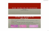 The Muscular System - WordPress.com · The Muscular System PSK 4U Mr. S. Kelly North Grenville DHS Muscle Basics in Review •Three main types of muscles •Skeletal: voluntary and
