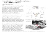Lecture - Endocrine Development€¦ · Lecture - Endocrine Development Introduction The endocrine system resides within ... Week 7 to 20 - pancreatic hormones secretion increases,