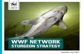 WWF NETWORK - Danube Sturgeons WWF · WWF NETWORK STURGEON STRATEGY | 2017 Contact person: Ekaterina Voynova evoynova@wwfdcp.bg Expert: Ralf Reinartz ralfreinartz@online.de The document