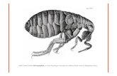 (1665) Robert Hooke Micrographia, or Some Physiological ... · Micrographia,or Some Physiological Descriptions of Minute Bodies made by Magnifying Glasses. Da Resistência dos Monstros: