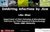 Inhibiting infections by Xcm - Cotton Incorporated€¦ · Inhibiting infections by Xcm . Understand biological & genetic basis of Xcm infections in cotton . Develop . ... Unique