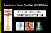 THE AUTONOMIC NERVOUS SYSTEM nervous...Autonomic nervous system –autonomic pathways Efferent pathway consists of two neurons:-the first is stored in the brain stem, or spinal cord,