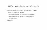 Olfaction (the sense of smell) - Department of Molecular ...mcb.berkeley.edu/courses/mcb160/Fall2006/lslides/10_06_06.pdf · Olfaction (the sense of smell) •Mammals can detect upwards