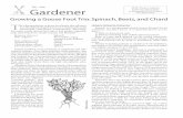 Gardener - Food Systems · Growing a Goose Foot Trio: Spinach, Beets, and Chard Spinach (Spinacea oleracea) Spinach is a fast-growing annual crop cultivated for its nutritious, succulent