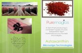 A farm that producing a consistent supply of pure ... · Astaxanthin is a red-color antioxidant produced from green algae known as Haematococcus pluvialis. At the final stage of the