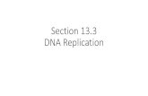 Section 13.3 DNA Replication · Eukaryotic DNA Replication •Eukaryotic chromosomes are generally much larger and more complex. •Replication may begin at dozens or hundreds of