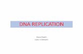 DNA REPLICATION - anna onofriannaonofri.net/files/dna_replication.pdf · DNA Replication Process of duplication of the entire genome prior to cell division Biological significance