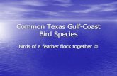 Common Texas Gulf-Coast Bird Speciesschools.misd.org/upload/template/5319/shorebirds.pdfCommon Texas Gulf-Coast Bird Species Birds of a feather flock together Shorebirds Found along