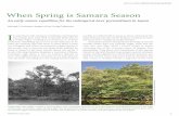 An early-season expedition for the endangered Acer ...€¦ · When Spring is Samara Season An early-season expedition for the endangered Acer pycnanthum in Japan Michael S. Dosmann,