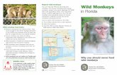in Florida - FWC · prohibited in Florida and is a second-degree misdemeanor punishable by a fine of up to $500 and 60 days in jail. Wild monkeys in Florida Several species of wild