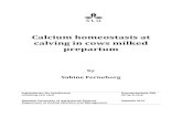 Calcium homeostasis at calving in cows milked prepartum · of calcium to milk on calcium in blood independent of calving, and to investigate differences in milk composition between