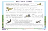 Garden Birds · eating birds, there could be a dangerous number of insects on the planet. Many birds, like crows and magpies, help rid the world of disease through eating dead animals.