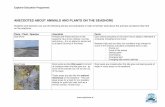 ANECDOTES ABOUT ANIMALS AND PLANTS ON THE SEASHORE · Lesson Plan: What will I see on the Seashore – anecdotes about animals and plants on the seashore Crabs Crabs are like knights