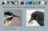 Beak deformities in wild birds in Alaskaleoimages.blob.core.windows.net/hubfiles/ALASKA/37... · Beak deformities in wild birds in Alaska Caroline Van Hemert USGS Alaska Science Center