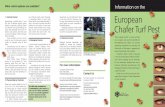 What control options are available? Information on the ...Brochure.pdf · What is the European chafer? The European chafer, Rhizotrogus majalis is a beetle that has been introduced