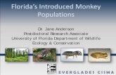 Florida’s Introduced Monkey Populations · Florida’s monkey populations vary in ability to establish and potential impacts • Squirrel monkeys likely not problematic • Vervet