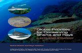 Global Priorities for Conserving Sharks and Rays...Sharks and rays throughout the world are fulfilling their ecological roles, sustaining well-managed fisheries, and are valued by