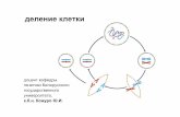 деление клетки - Belarusian State University · деление клетки!!! + АPС-комплекс anaphase promoting complex циклин Cdk-киназа + •