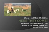 Sheep and Goat Obstetrics · Obstetrics = is the care given at the time of birth The person must have knowledge, and be clean, gentle, and ... pull on one front foot until feel the