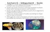 Lecture 6 – Integument - Scale - Rhodes UniversityLecture 6 – Integument ‐Scale • A scaleis a small rigid plate that grows out of an animalanimals’s skin to provide protection.