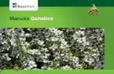 Manuka Genetics - Kauri Parkkauriparknurseries.co.nz/wp-content/uploads/2016/08/Manuka-Genet… · Manuka Genetics. In year 2014, total honey exports were $202M. In 2015, total honey