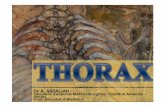 thorax- 2 année médecine.ppt [Mode de compatibilité]univ.ency-education.com/uploads/1/3/1/0/13102001/anatomie2an-th… · Title: thorax- 2 année médecine.ppt [Mode de compatibilité]