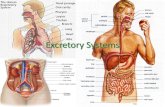 The Excretory System - mrspruillscience€¦ · The Excretory System •Body system that works with the Circulatory System to pick-up liquid waste from cells and remove that waste