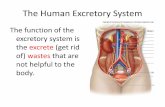 The Human Excretory System - Mr. Aitken's Biology Classaaitken.weebly.com/uploads/5/5/7/4/55745595/excretory_system.pdf · The Human Excretory System The function of the excretory