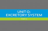 UNIT O: EXCRETORY SYSTEM - Okanagan Mission Secondary€¦ · 25.9 The excretory system plays several major roles in homeostasis The excretory system expels wastes and regulates water