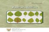 Basil production - nda.agric.za · SOIL REQuIREMENTS Basil requires well-drained, fertile soils with a high organic matter content. it grows well in soils with a pH ranging from 4,3