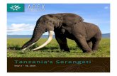 Tanzania's Serengeti | Brochure 2020 | Apex Expeditions€¦ · giraffe. After lunch, head to the Ngorongoro Conservation Area, a UNESCO World Heritage Site and home to the jaw-dropping