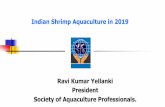 Ravi Kumar Yellanki President Society of Aquaculture ...€¦ · Ravi Kumar Yellanki President Society of Aquaculture Professionals. Indian Shrimp Production CAGR-20.35% 18 %Drop