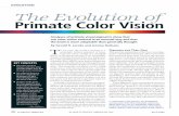 The Evolution of Primate Color Vision - Occidental College · evolution Key conceptS The color vision of humans and some other primates differs from that of nonprimate mammals. It