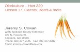 Olericulture Hort 320 Lesson 17, Carrots, Beets & moreextension.wsu.edu/.../sites/33/2014/10/Veg-Crops-Lesson-14-Other-r… · Olericulture – Hort 320 Lesson 17, Carrots, Beets