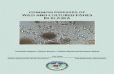 Common Diseases of Wild and Cultured Fishes in Alaska€¦ · Common Diseases of WilD anD CultureD fishes in alaska theodore meyers, tamara Burton, Collette Bentz and n orman starkey