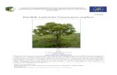 Pest Risk Analysis for Cinnamomum camphora · The pest risk analysis for Cinnamomum camphora has been performed under the LIFE funded project: LIFE15 PRE FR 001 Mitigating the threat