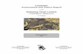 Batwing Vinyl Lichen (Leptogium platynum) · COSEWIC would like to acknowledge Trevor Goward and Derek Woods for writing the status report on the Batwing Vinyl Lichen, Leptogium platynum,