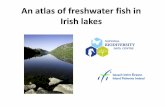 An atlas of freshwater fish in Irish lakes€¦ · distribution maps for 23 freshwater fish species in Irish lakes. • The lake tira»vser provides access to the species recorded
