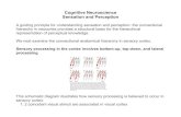 5 Sensation and Perception - FAUbressler/EDU/CogNeuro/topic5.pdf · Sensation and Perception A guiding principle for understanding sensation and perception: the connectional hierarchy