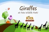 A Day in the Life of Giraffes at Fota Wildlife Park! · tallest giraffes. They can be an astonishing 19 feet in height and weigh about 2,500 pounds with the males weighing more than