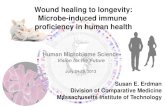 Wound Healing to Longevity: Harnessing Microbe-Induced ...€¦ · Lactic Acid Bacteria * ingestion. Probiotic-fed donor . Rag2-KO recipient . Transplantable . CD4+gfp-Foxp3+ lymphocytes